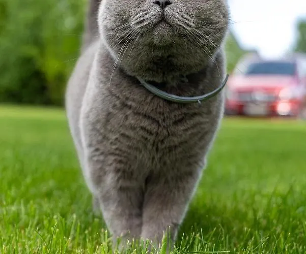 Palmowe Wzgorze - Dolny *